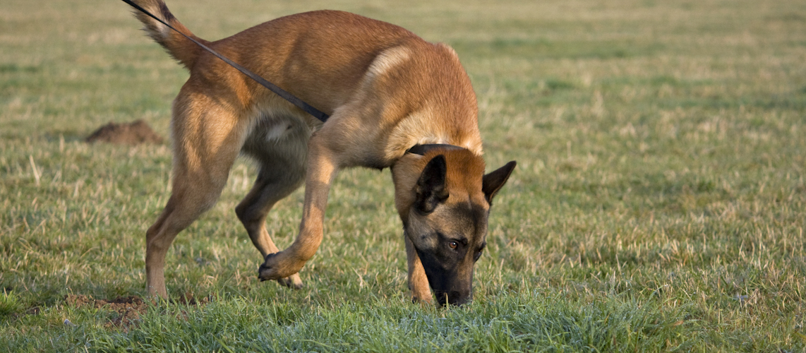 Hundesportverein Büdericher Insel Wesel e. V.