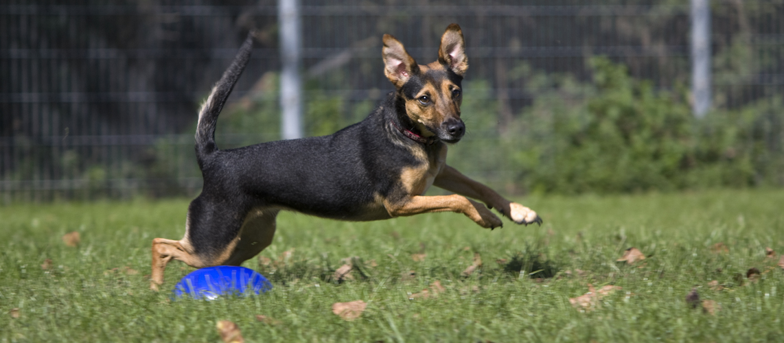 Hundesportverein Büdericher Insel Wesel e. V.