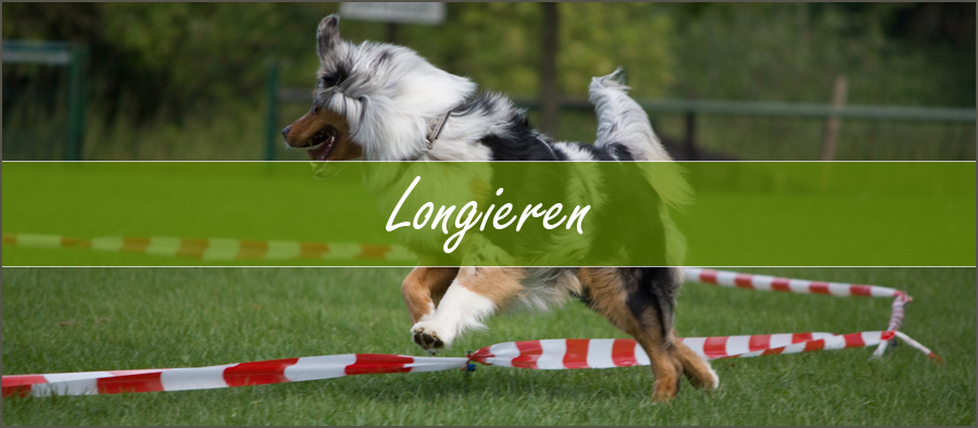 longieren