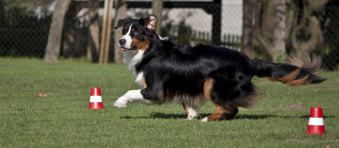 Hundesportverein Büdericher Insel Wesel e. V.