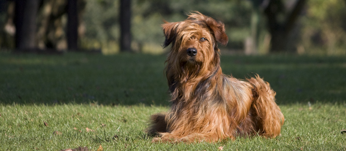 Hundesportverein Büdericher Insel Wesel e. V.